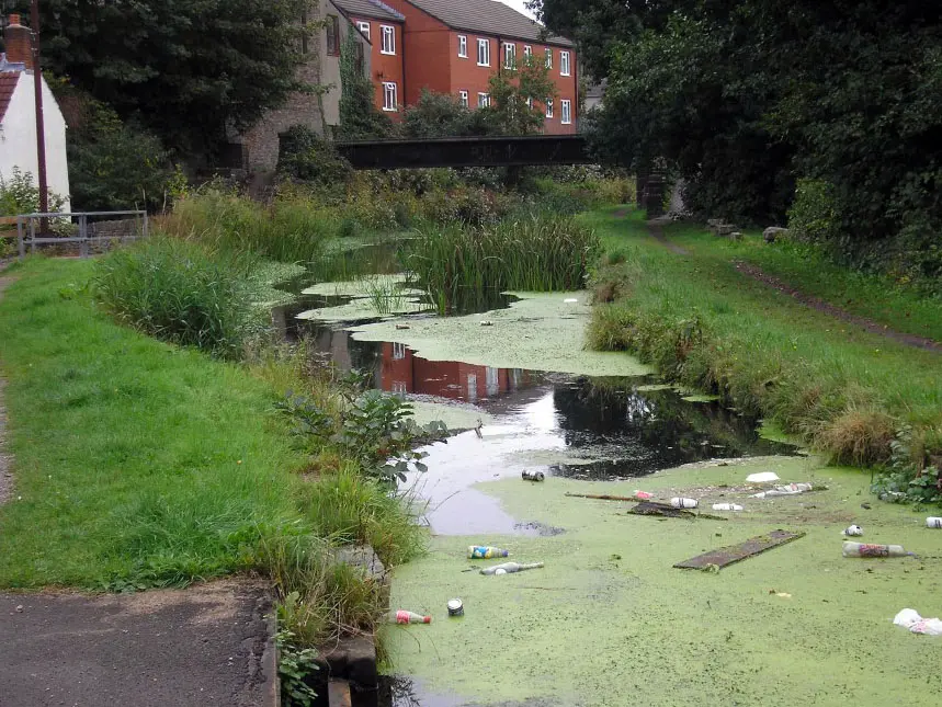 Algae and accumulated debris across Swansea Canal