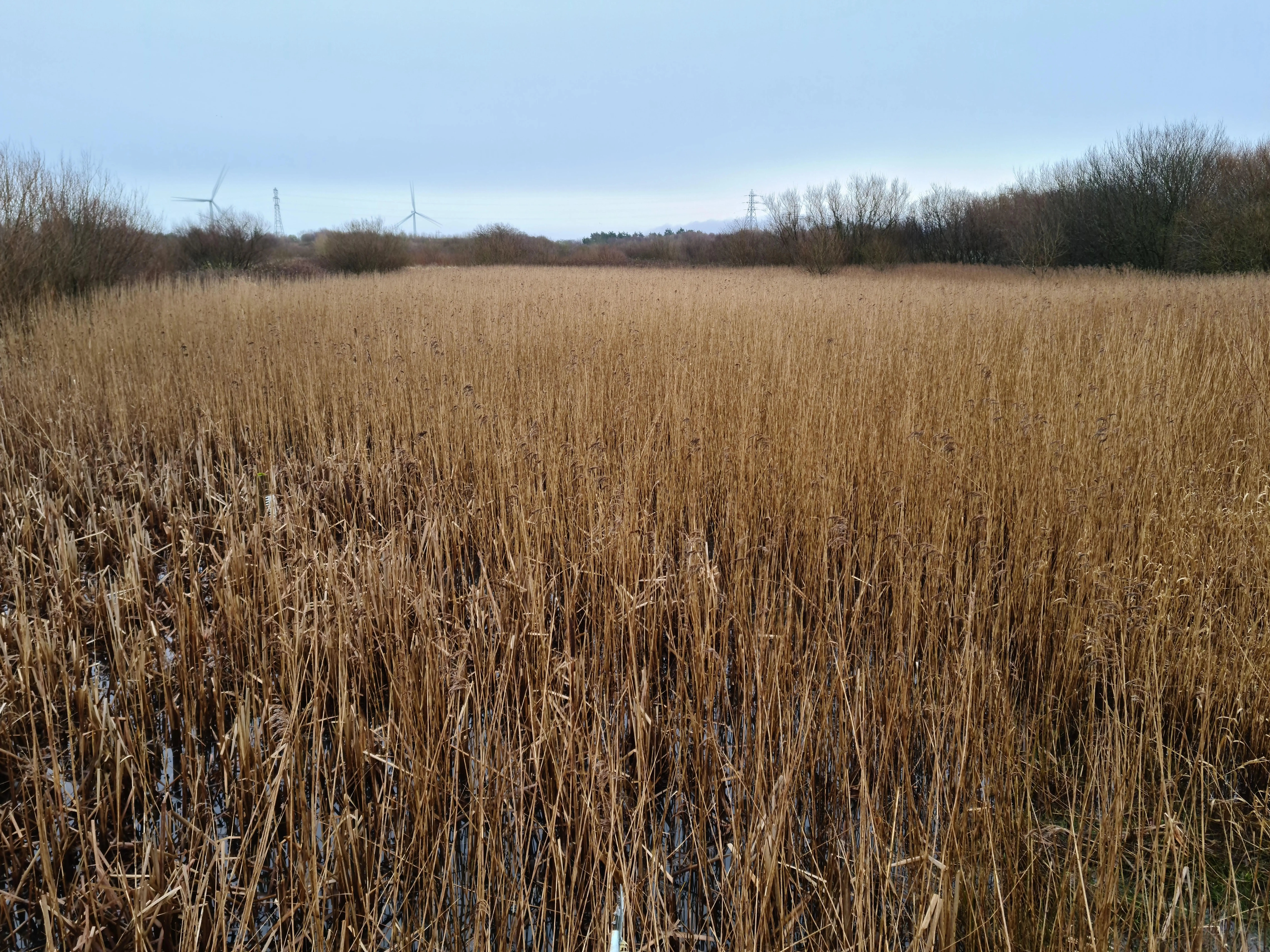 Reed bed before wading pool creation