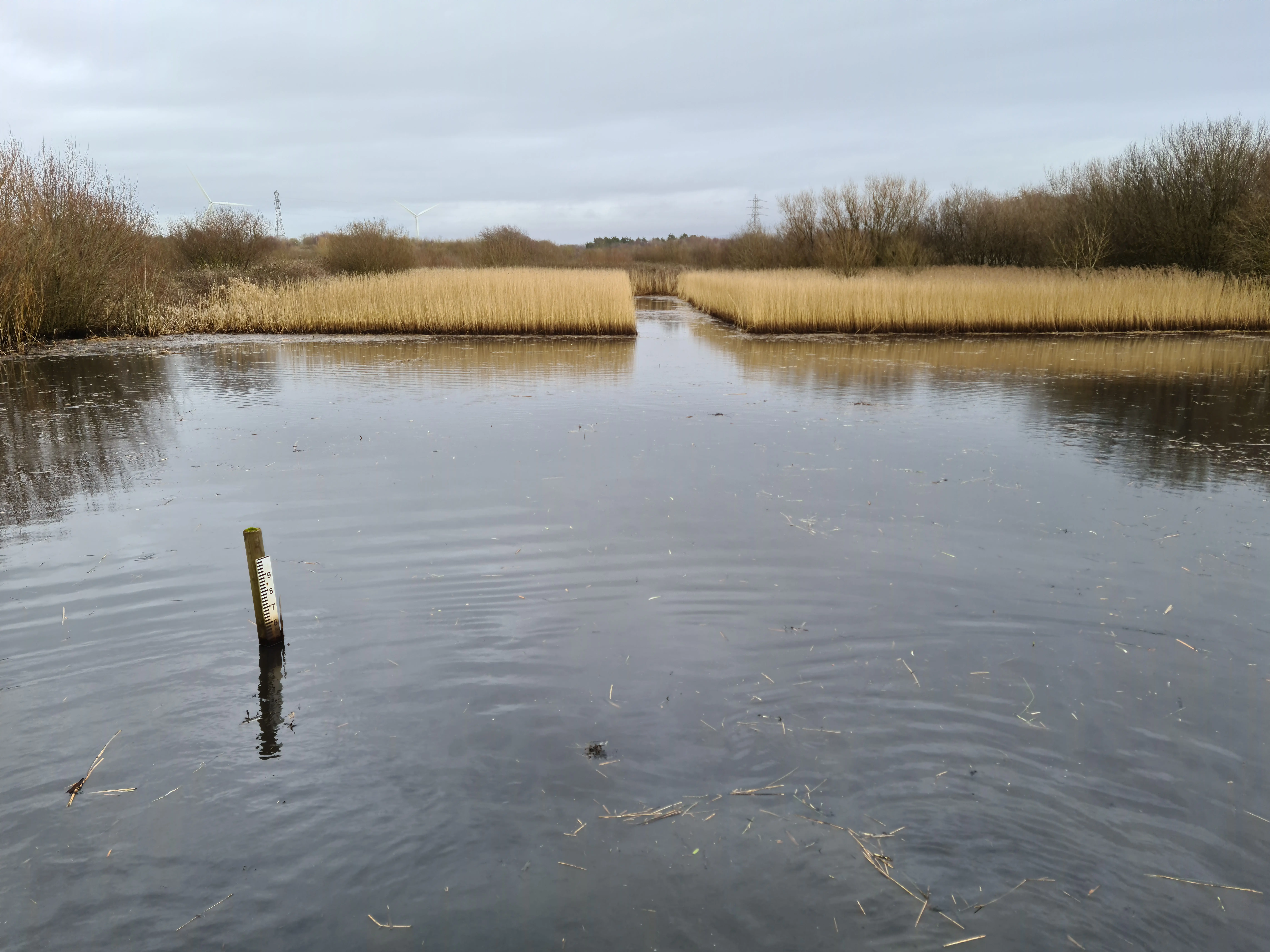 Wading pool created within a reed bed