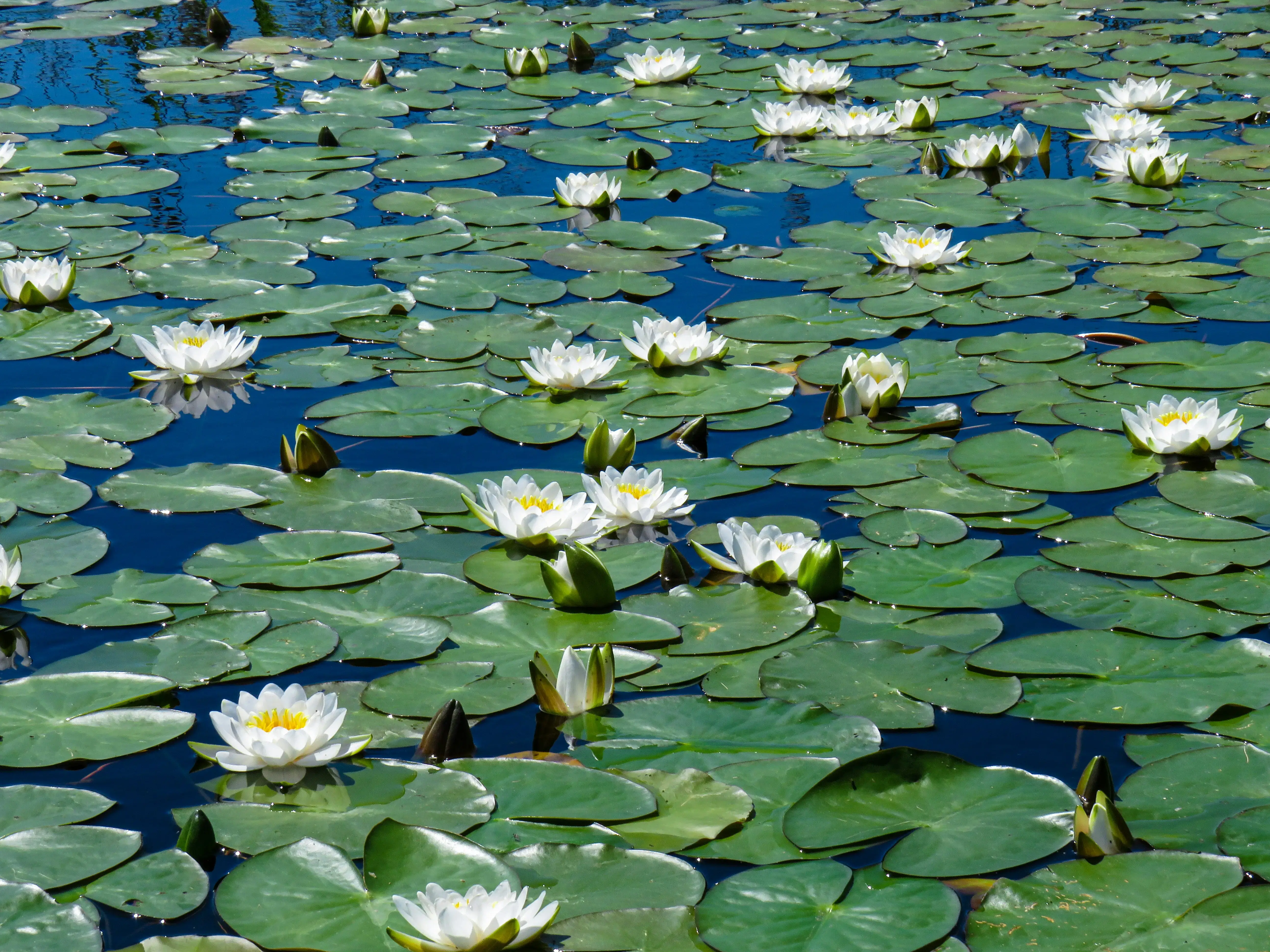 Water Lily Management